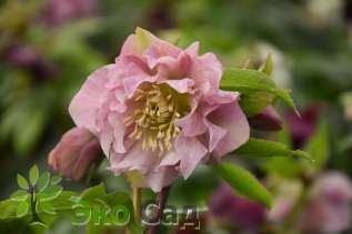 Морозник восточный "Дабл Элен Пинк" (Helleborus orientalis ’Double Ellen Pink’)