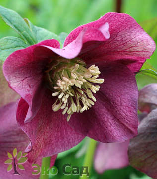 Морозник гибридный "Ред Леди" (Helleborus hybridus  ’Red Lady’)