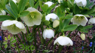 Морозник гибридный "Уайт Леди" (Helleborus hybridus ’White Lady’)