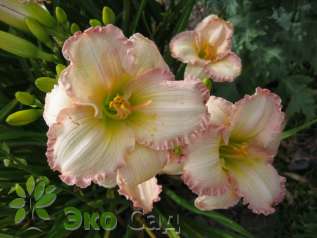 Лилейник "Фростид Винтаж Раффлз" (Hemerocallis ‘Frosted Vintage Ruffles’)