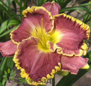 Лилейник "Дарья" (Hemerocallis 'Daria')