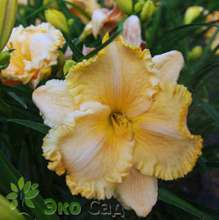 Лилейник "Инчантид Форест" (Hemerocallis 'Enchanted Forest')