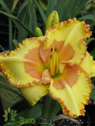 Лилейник "Ирезистибл Чарм" (Hemerocallis 'Irresistable Charm')