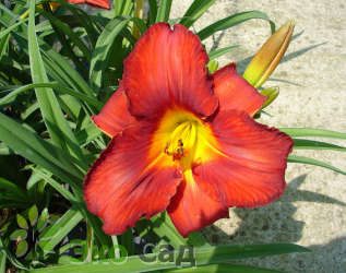 Лилейник "Амадеус" (Hemerocallis 'Amadeus')