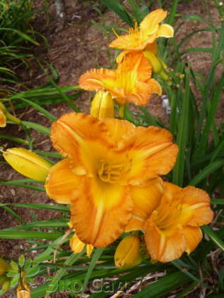 Лилейник "Маргарет Сирайт" (Hemerocallis 'Margaret Seawright')