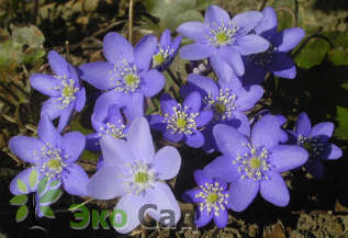 Печеночница благородная (Hepatica nobilis)