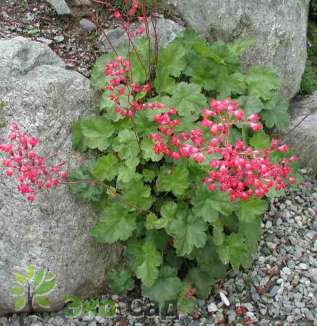 Гейхера кроваво-красная "Лёйхткефер" (Heuchera sanguinea ‘Leuchtkäfer’)