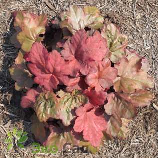 Гейхера "Отом Ливз" (Heuchera ’Autumn Leaves’)