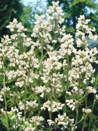 Гейхера трясунковидная "Шнеевитхен" (Heuchera brizoides ‘Schneewittchen’)