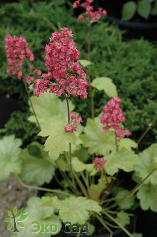 Гейхера "Гавана" (Heuchera ’Havana’)