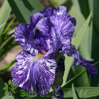Ирис бородатый "Батик" (Iris germanica ’Batik’)