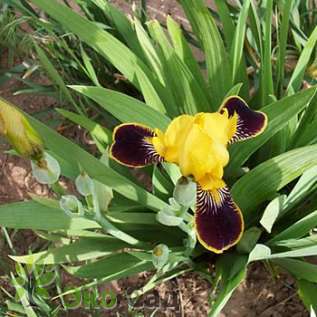 Ирис бородатый "Бамблби Дилайт" (Iris germanica ’Bumblebee Deelite’)