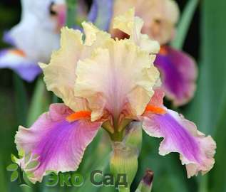 Ирис бородатый "Колет Тюрийе" (Iris germanica ’Colette Thurillet’)