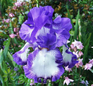 Ирис бородатый "Рококо" (Iris germanica ’Rococo’)