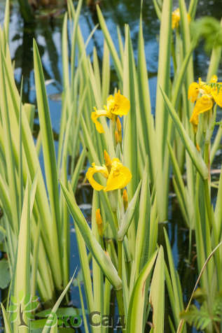 Ирис желтый=болотный "Вариегата" (Iris psevdacorus 'Variegata')