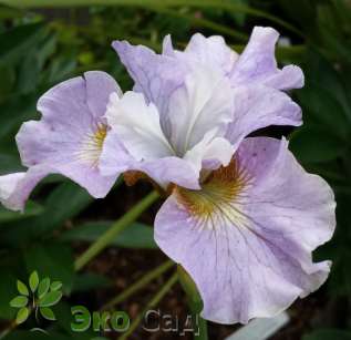 Ирис сибирский "Доун Уолтс" (Iris sibirica  'Dawn Waltz')