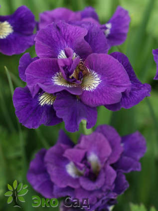 Ирис сибирский "Кэбум" (Iris sibirica  'Kaboom')