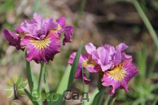 Ирис сибирский "Мисс Эпл" (Iris sibirica 'Miss Apple')