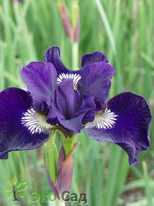 Ирис сибирский "Ширли Поуп" (Iris sibirica  'Shirley Pope')