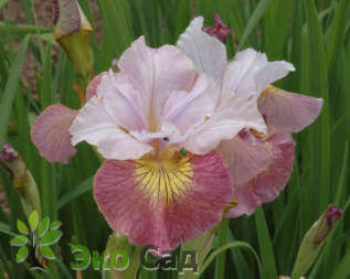 Ирис сибирский "Шуга Раш" (Iris sibirica  'Sugar Rush')