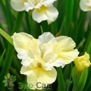 Ирис сибирский "Еллоу Тейл" (Iris sibirica  'Yellow Tail')