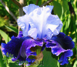 Ирис бородатый "Волд Премьер" (Iris germanica ’World Premier’)