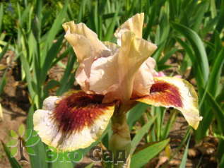 Ирис бородатый "Зинг Ми" (Iris germanica ’Zing Me’)
