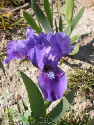 Ирис карликовый гибрид "Бэнбери Раффлз" (Iris pumila ‘Banbury Ruffles')