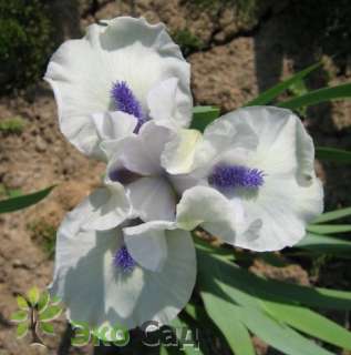 Ирис карликовый гибрид "Блюбёд'з Гост" (Iris pumila ‘Bluebird's Ghost')