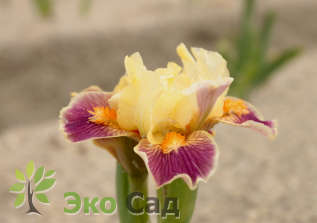 Ирис карликовый гибрид "Хола" (Iris pumila ‘Hola')
