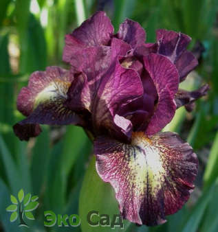 Ирис карликовый гибрид  "Руби Ирапшэн" (Iris pumila ‘Ruby Eruption')