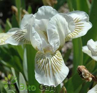 Ирис карликовый гибрид "Сноу Три" (Iris pumila ‘Snow Tree')