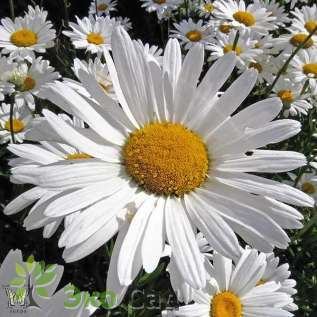 Нивяник наибольший "Аляска" (Leucanthemum maximum 'Alaska')