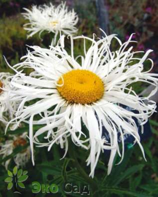 Нивяник "Олд Корт Вэрайети" (Leucanthemum ‘Old Court Variety’)