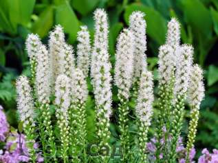 Лиатрис колосковая"Альба" (Liatris spicata ‘Alba’)