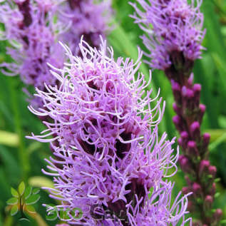 Лиатрис колосковая "Флористан Вайолет" (Liatris spicata ‘Floristan Violett’)