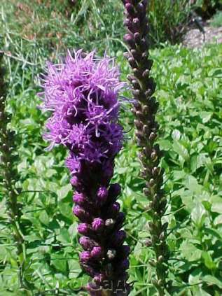 Лиатрис колосковая"Кобольд" (Liatris spicata ‘Kobold’)