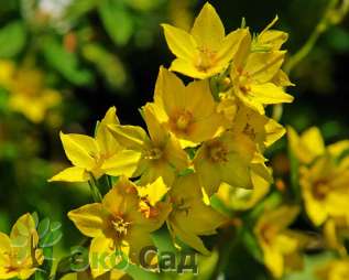 Вербейник точечный (Lysimachia punctata)