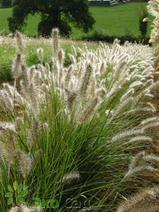 Пеннисетум лисохвостовый "Хамельн" (Pennisetum alopecuroides ‘Hameln’)