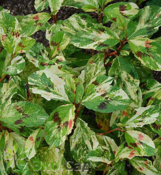 Горец (Персикария) виргинский "Пейнтер'з Палетт" (Persicaria  virginiana var. filiformis ‘Painter's Palette’)