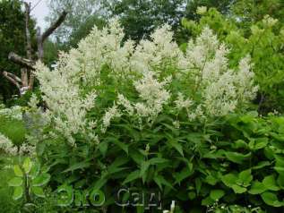 Горец изменчивый (Persicaria polymorpha)