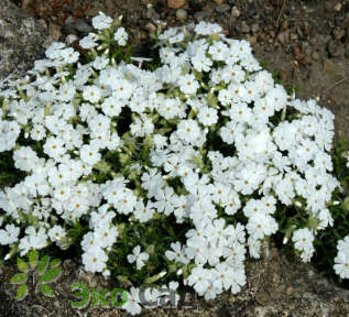 Флокс шиловидный "Майшнее" (Phlox subulata ’Maischnee’)