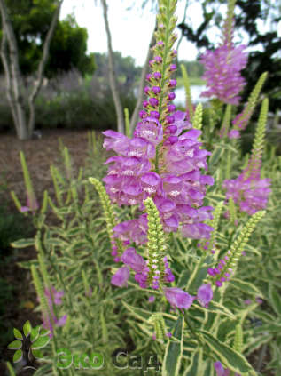 Физостегия виргинская "Вариегата" (Physostegia virginiana  ’Variegata’)