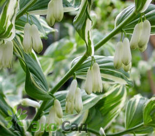 Купена многоцветковая "Вариегатум" (Polygonatum multiflorum ‘Variegatum’)