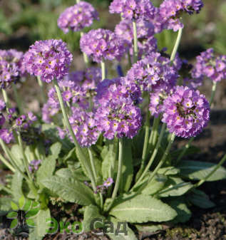 Примула мелкозубчатая "Лайлак" (Primula denticulata Lilac)