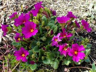 Примула Юлии "Ванда" (Primula juliae 'Wanda')