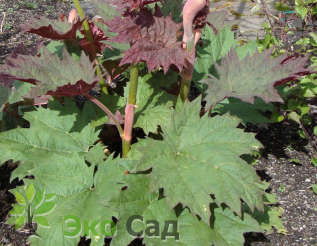 Ревень тангутский (Rheum palmatum var. tanguticum)