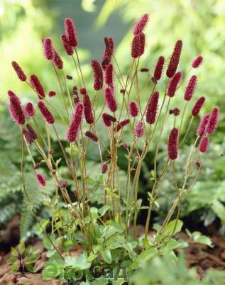 Кровохлебка Мензиса (Sanguisorba menziesii)