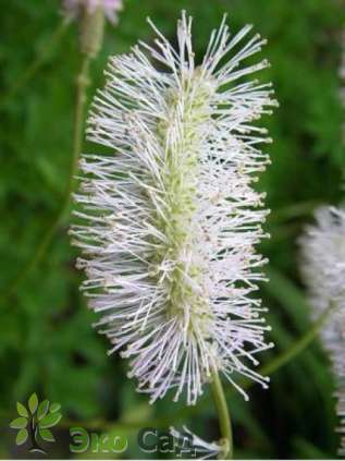 Кровохлебка тупая "Альба" (Sanguisorba obtusa ’Alba’)