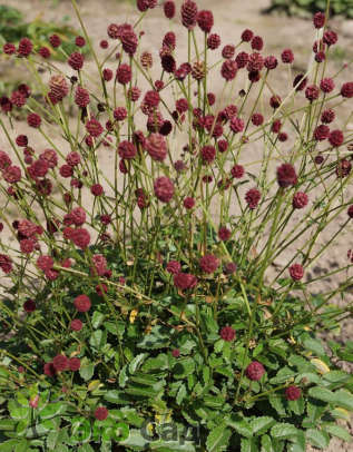 Кровохлебка лекарственная "Танна" (Sanguisorba officinalis ’Tanna’)